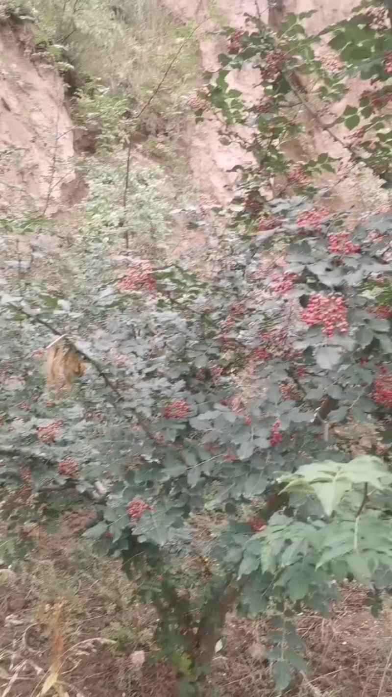 武都伏椒