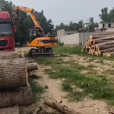 大量收杨木根结！高价收购