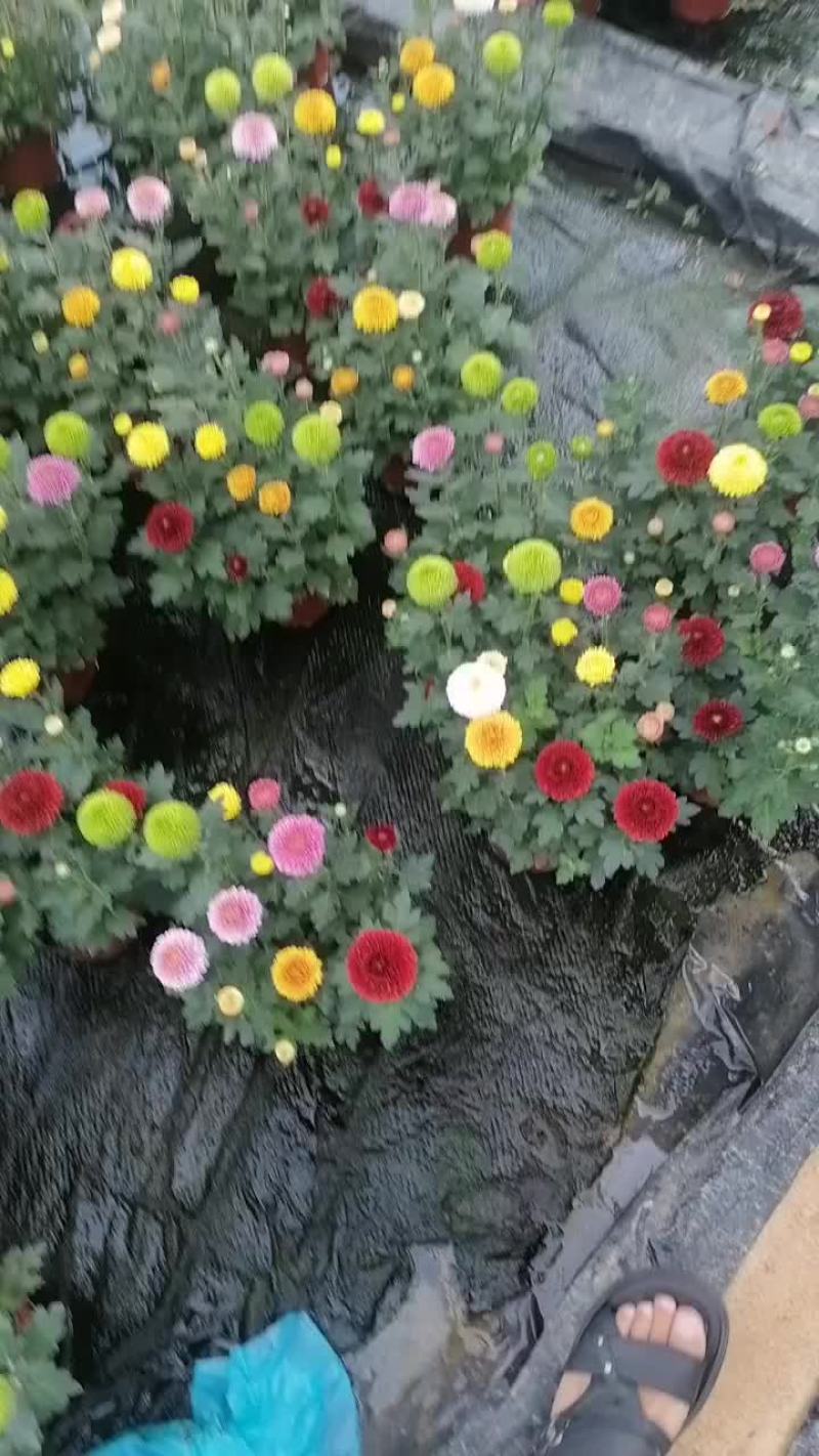盆景
