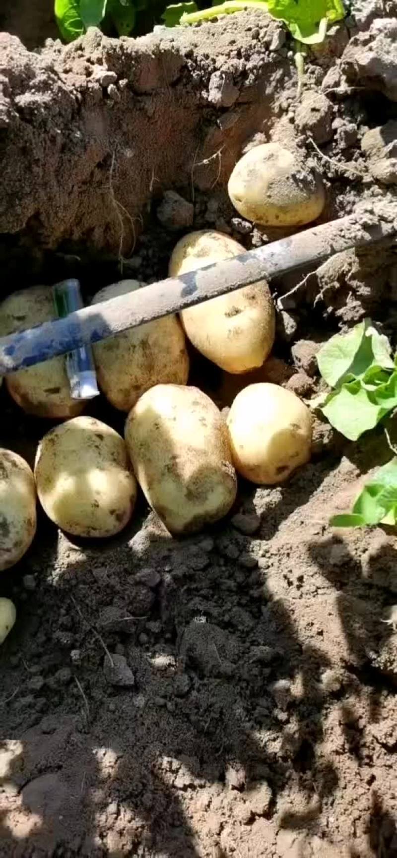 土豆沙土地黄心