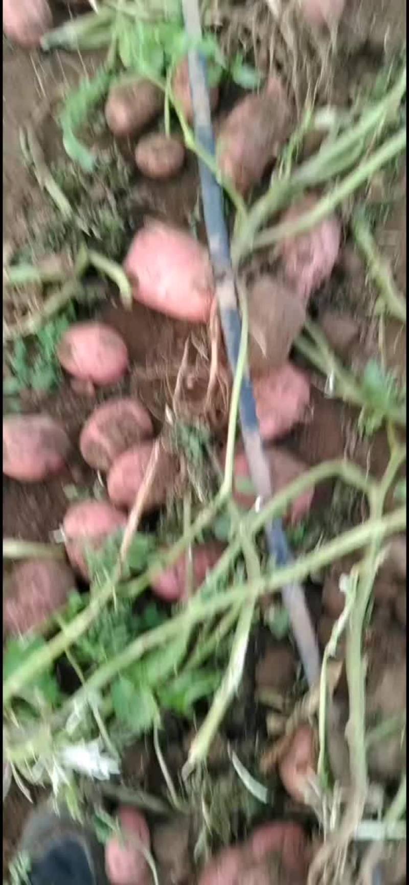 土豆沙土地黄心
