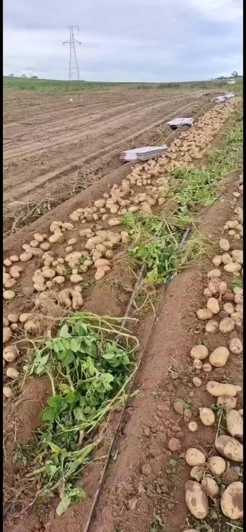 土豆沙土地黄心
