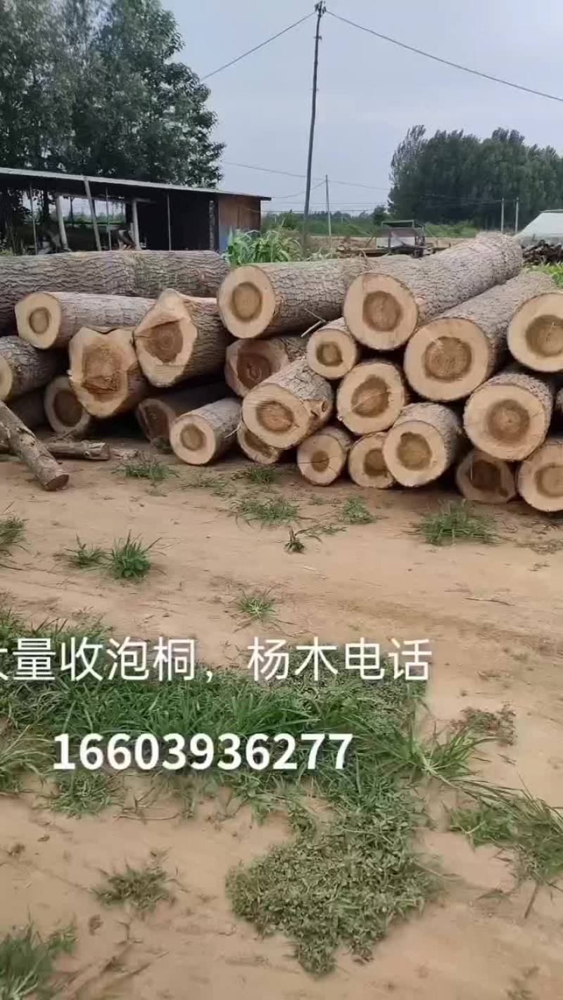 大量收杨木根结！高价收购