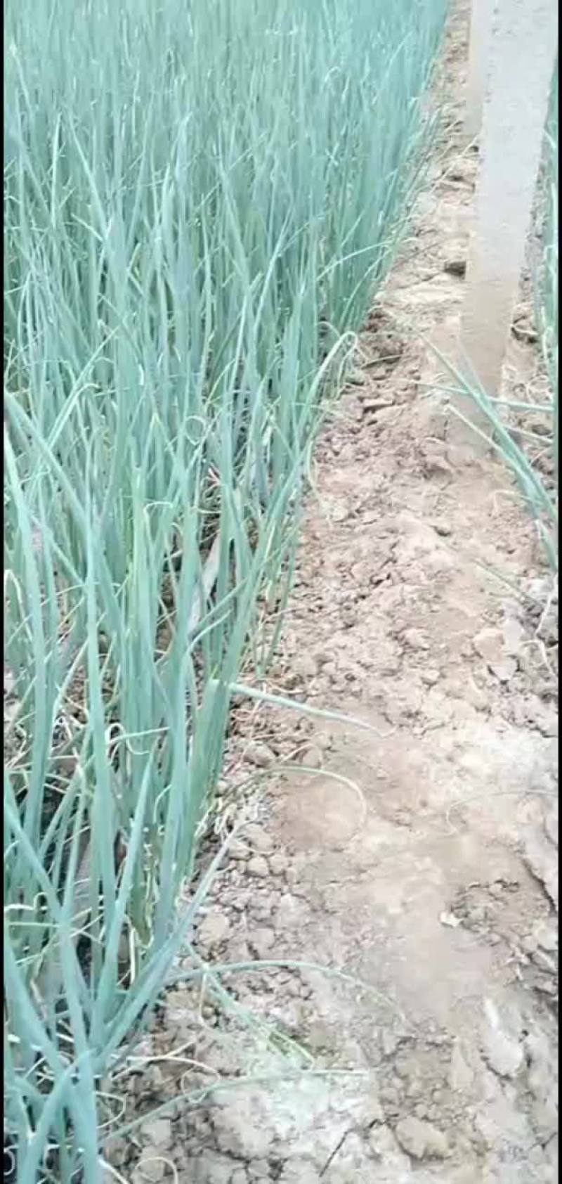 8月26号，给客户订葱苗