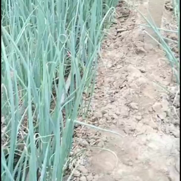 8月26号，给客户订葱苗