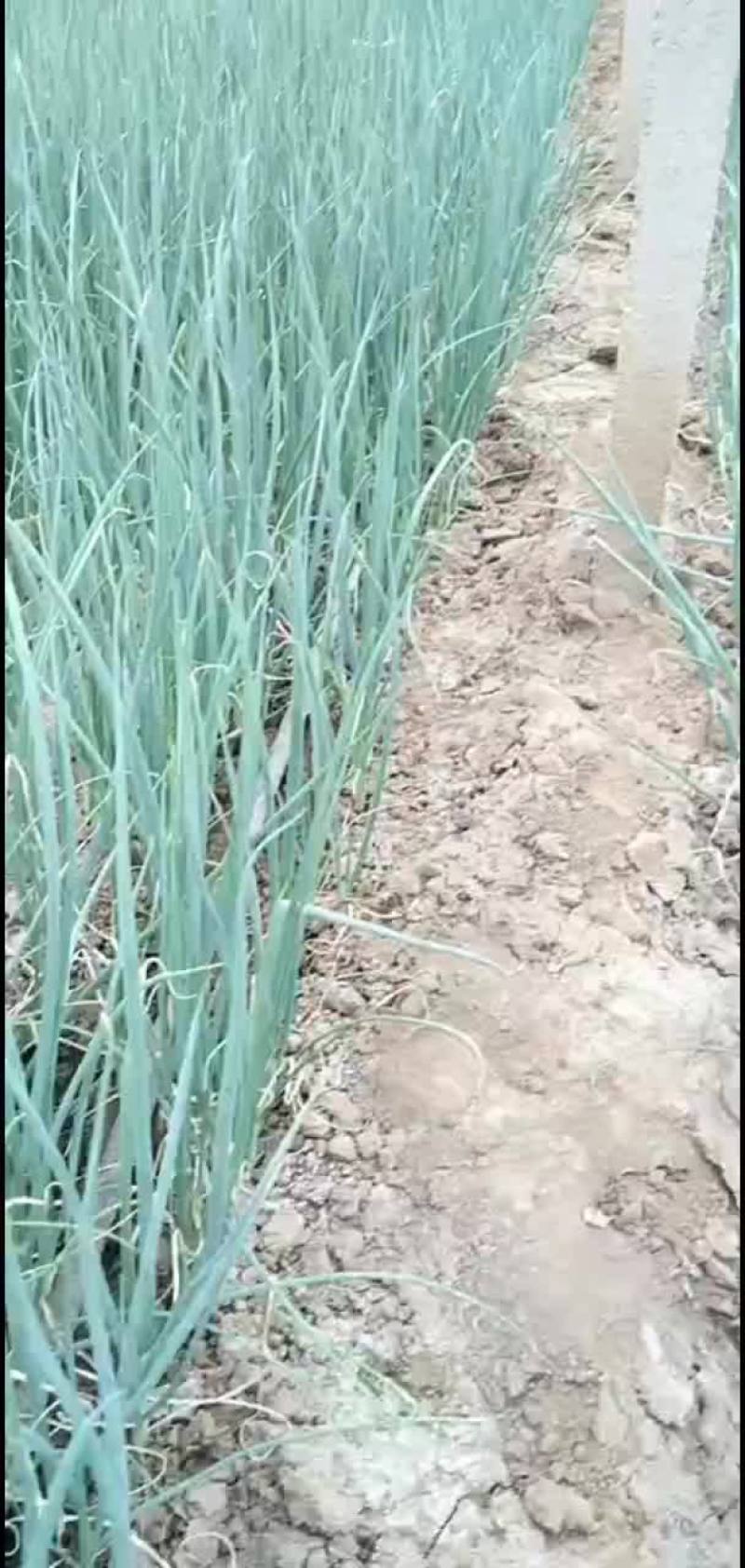 8月26号，给客户订葱苗