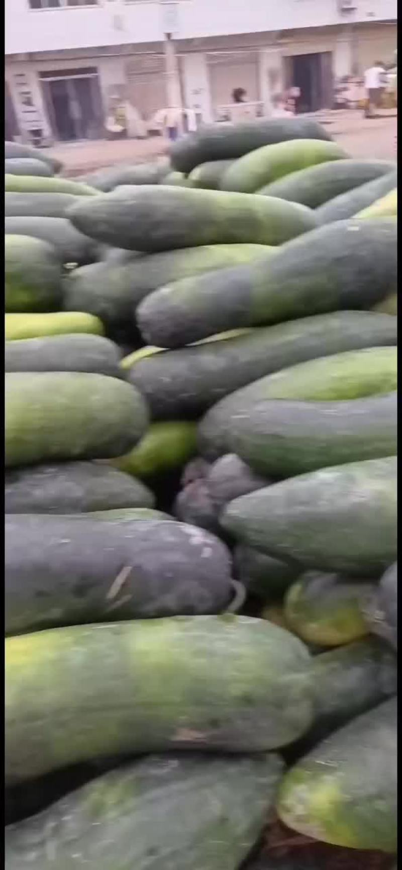 黑皮冬瓜大量上市了，皮毛好，条形长