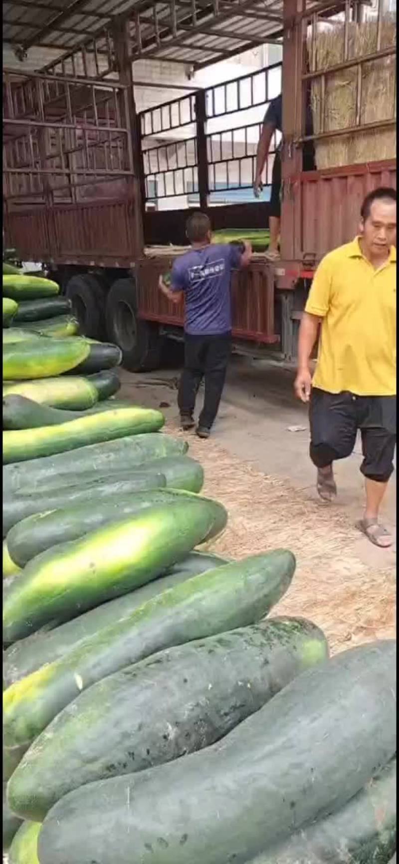 黑皮冬瓜大量上市了，皮毛好，条形长