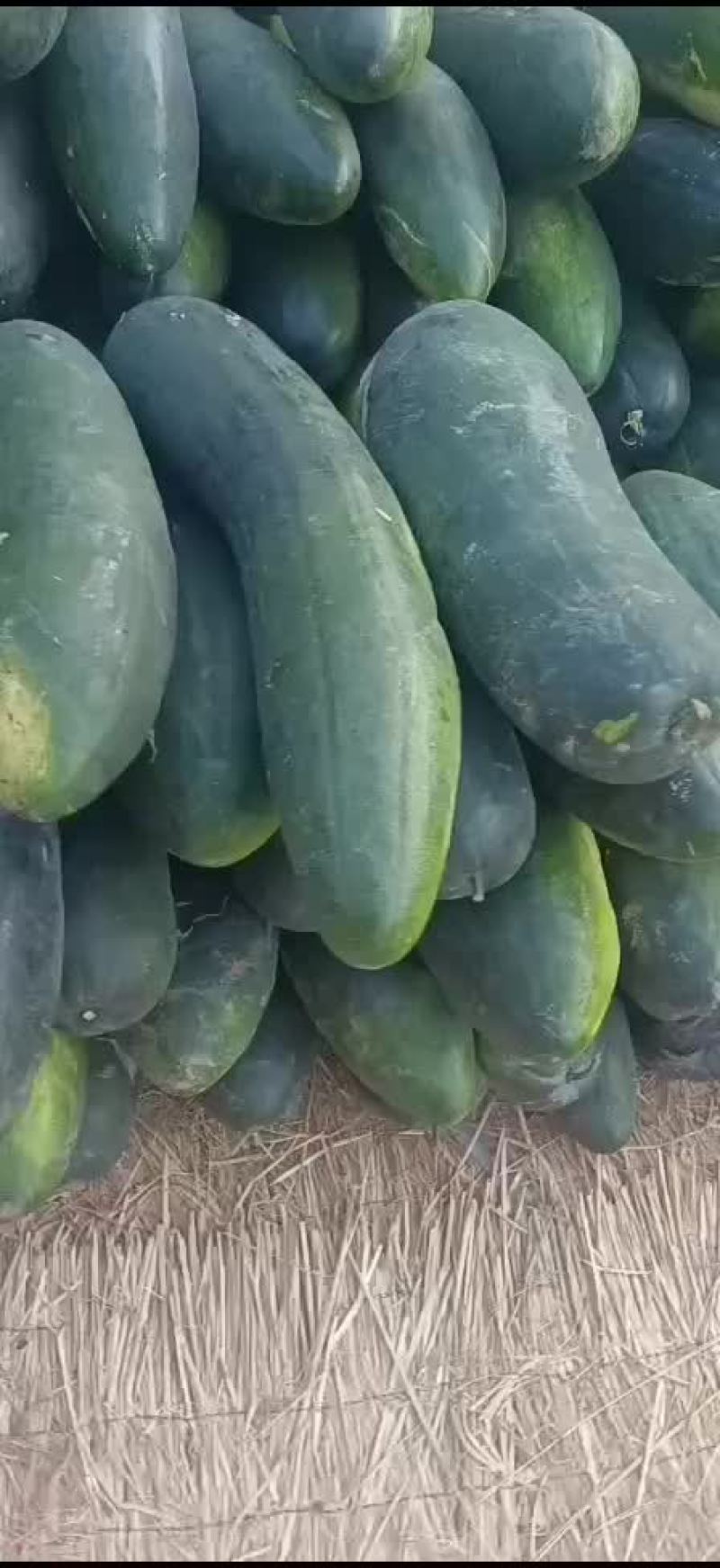 地冬瓜大量供应