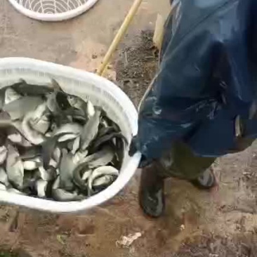 福润鲤鱼苗一公斤十一二尾