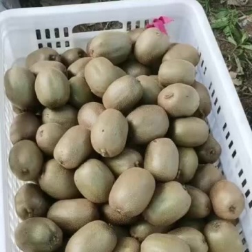 博山碧玉猕猴桃，大量上市，包园货，市场货，电商货