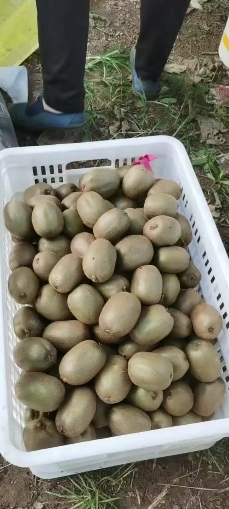 博山碧玉猕猴桃，大量上市，包园货，市场货，电商货