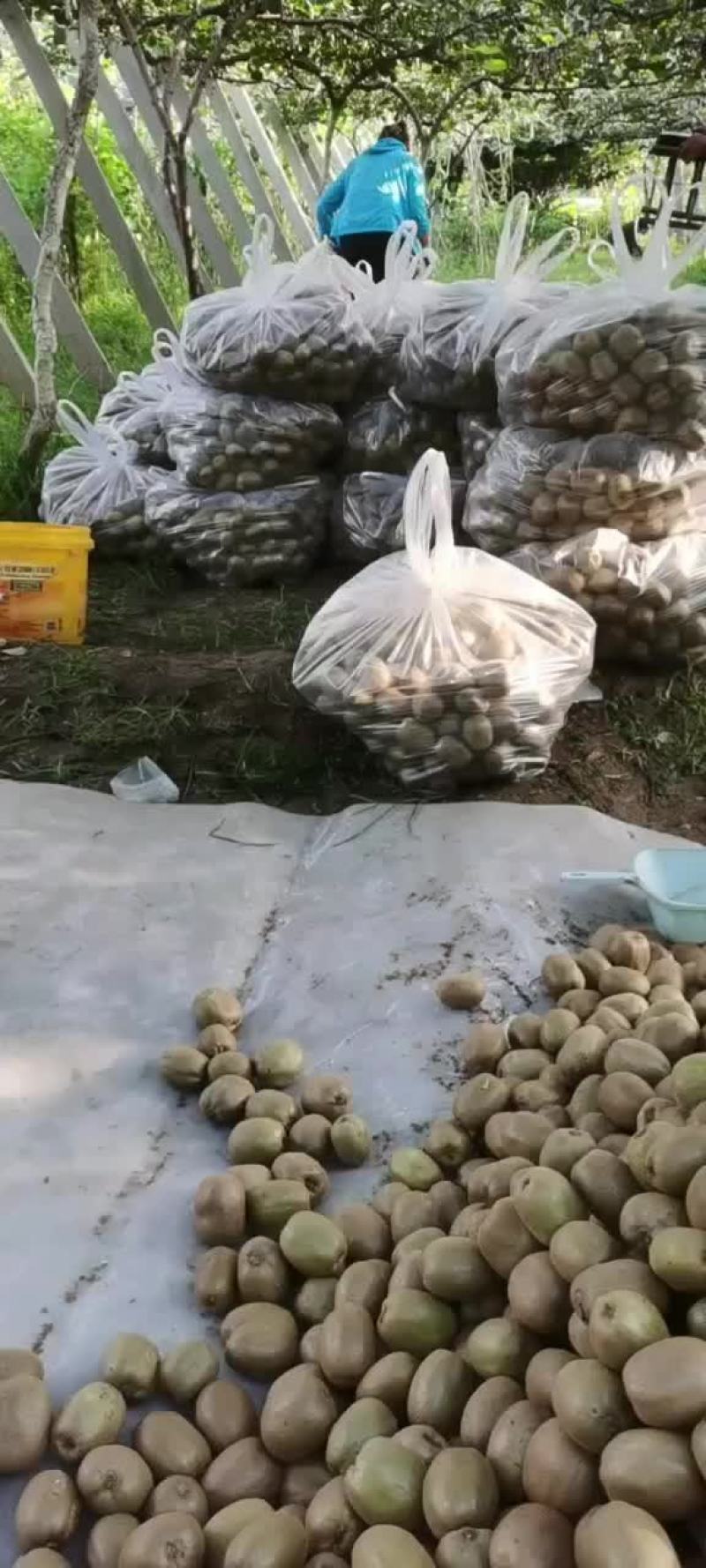 博山碧玉猕猴桃，大量上市，包园货，市场货，电商货