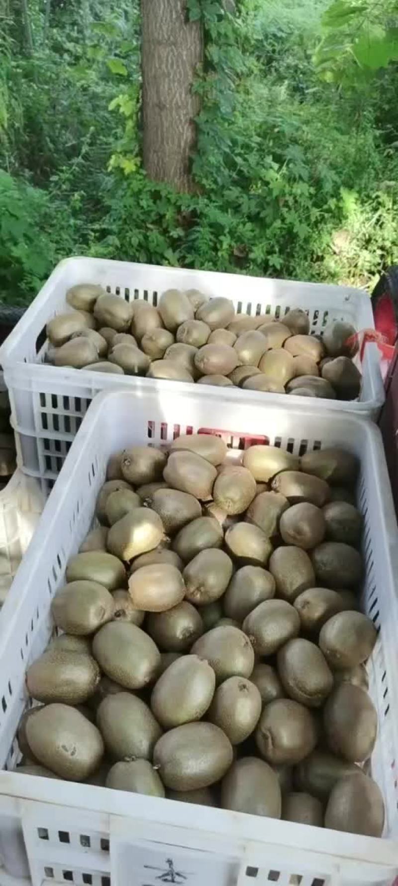 博山碧玉猕猴桃，大量上市，包园货，市场货，电商货