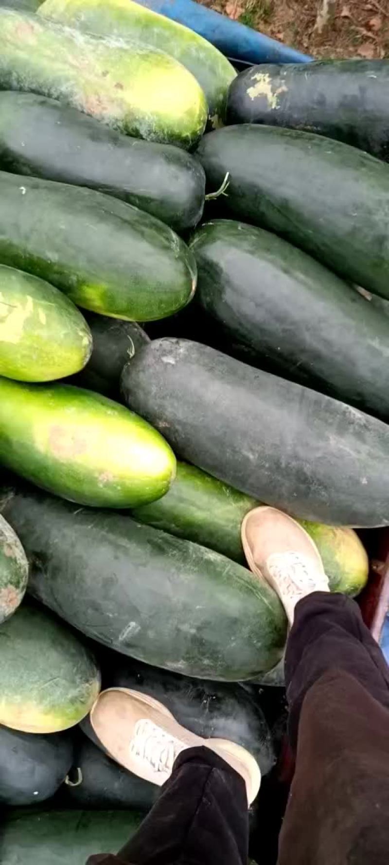 黑皮冬瓜