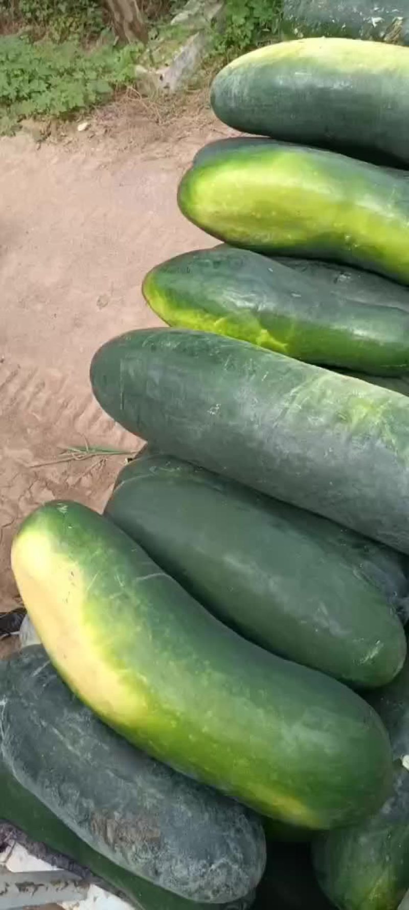 黑皮冬瓜