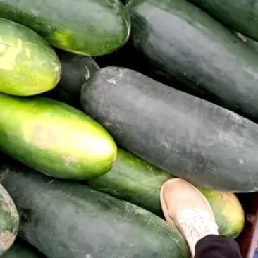 黑皮冬瓜