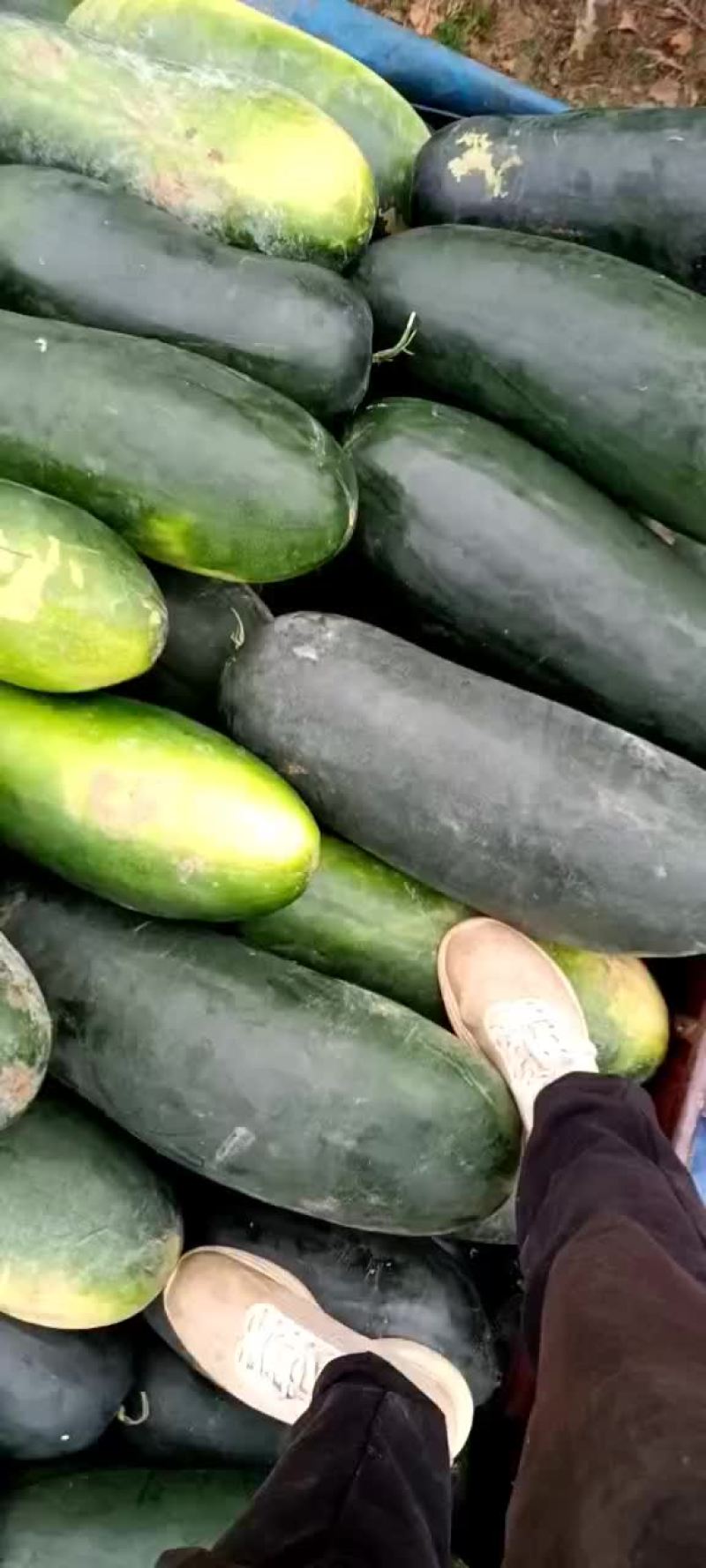 黑皮冬瓜