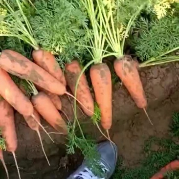 产地胡萝卜