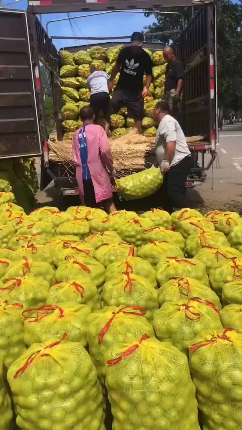 新核桃上市皮薄皮核桃老品种核桃