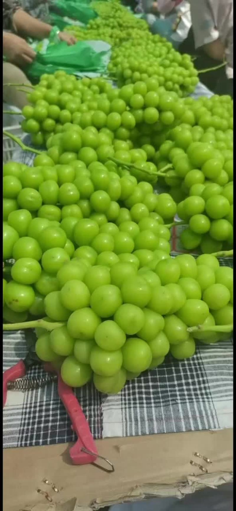 阳光玫瑰冬枣