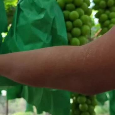 阳光玫瑰冬枣