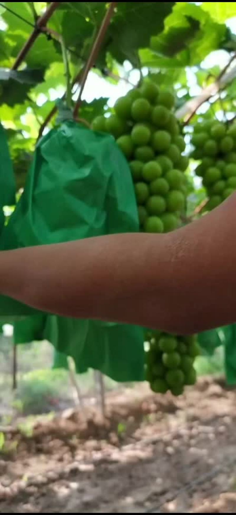 阳光玫瑰冬枣