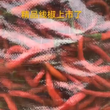 精品线椒开卖了