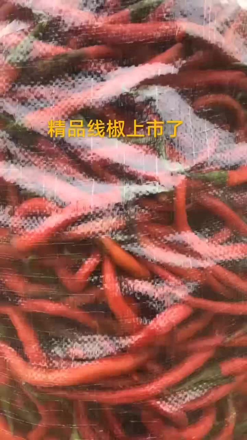 精品线椒开卖了