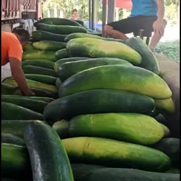 大量供应地冬瓜