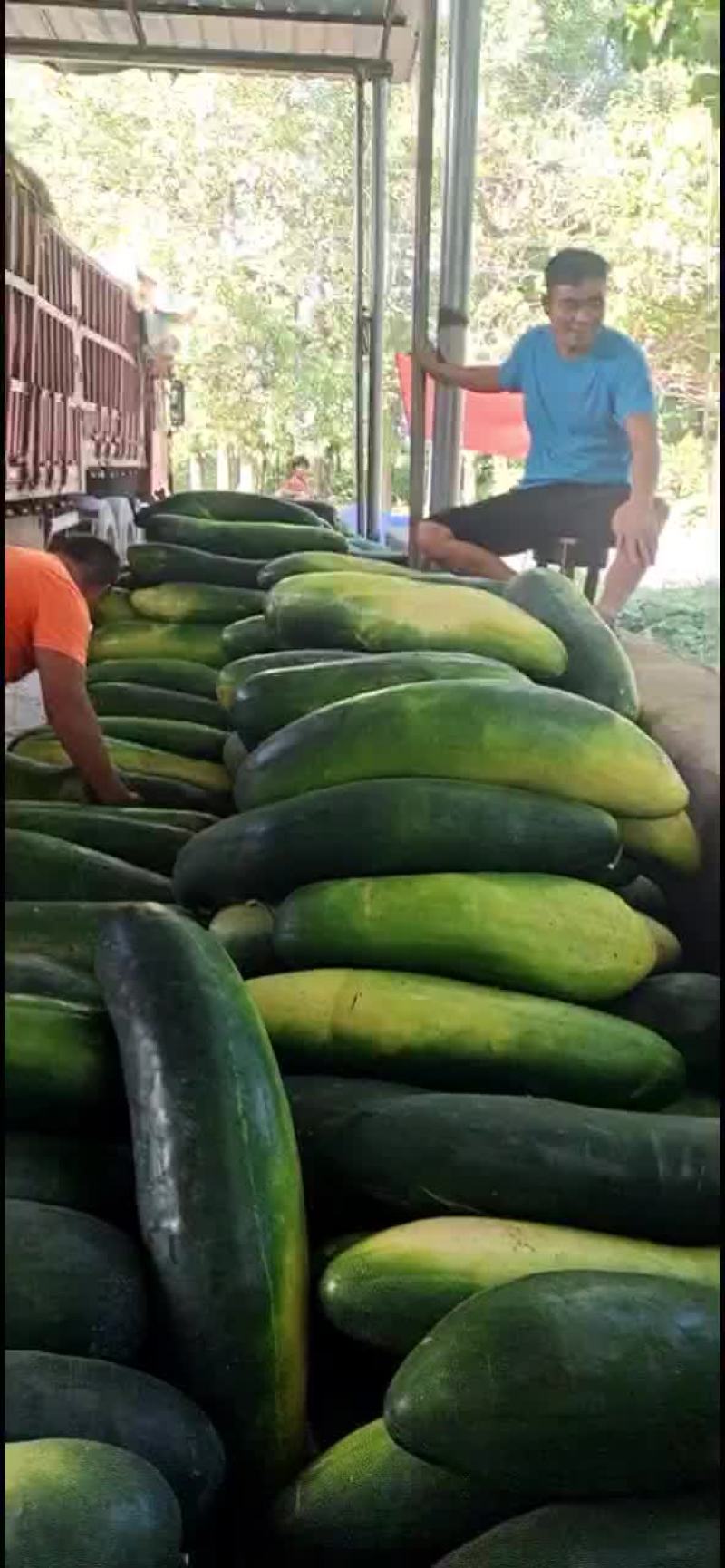 大量供应地冬瓜