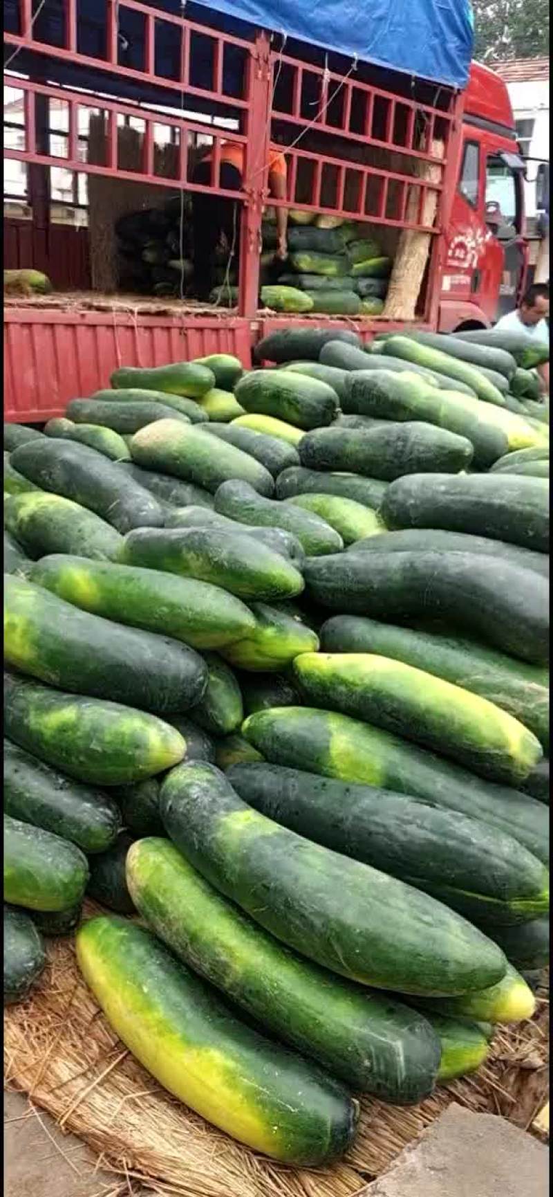 大量供应地冬瓜