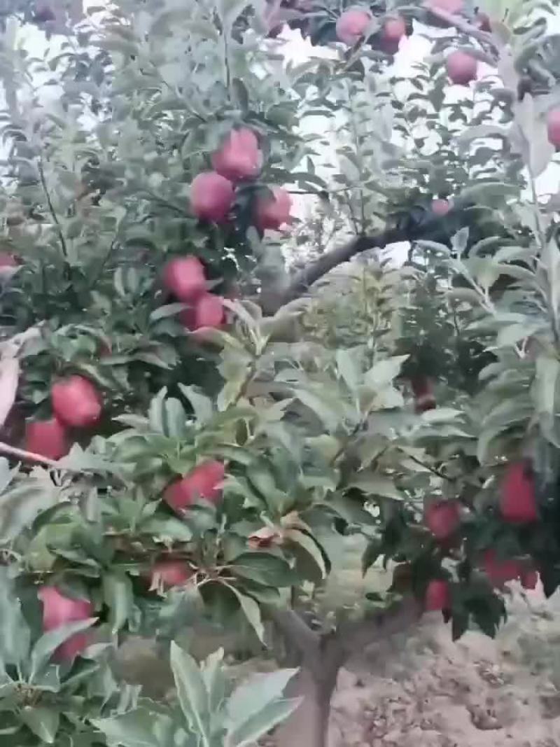 天水花牛