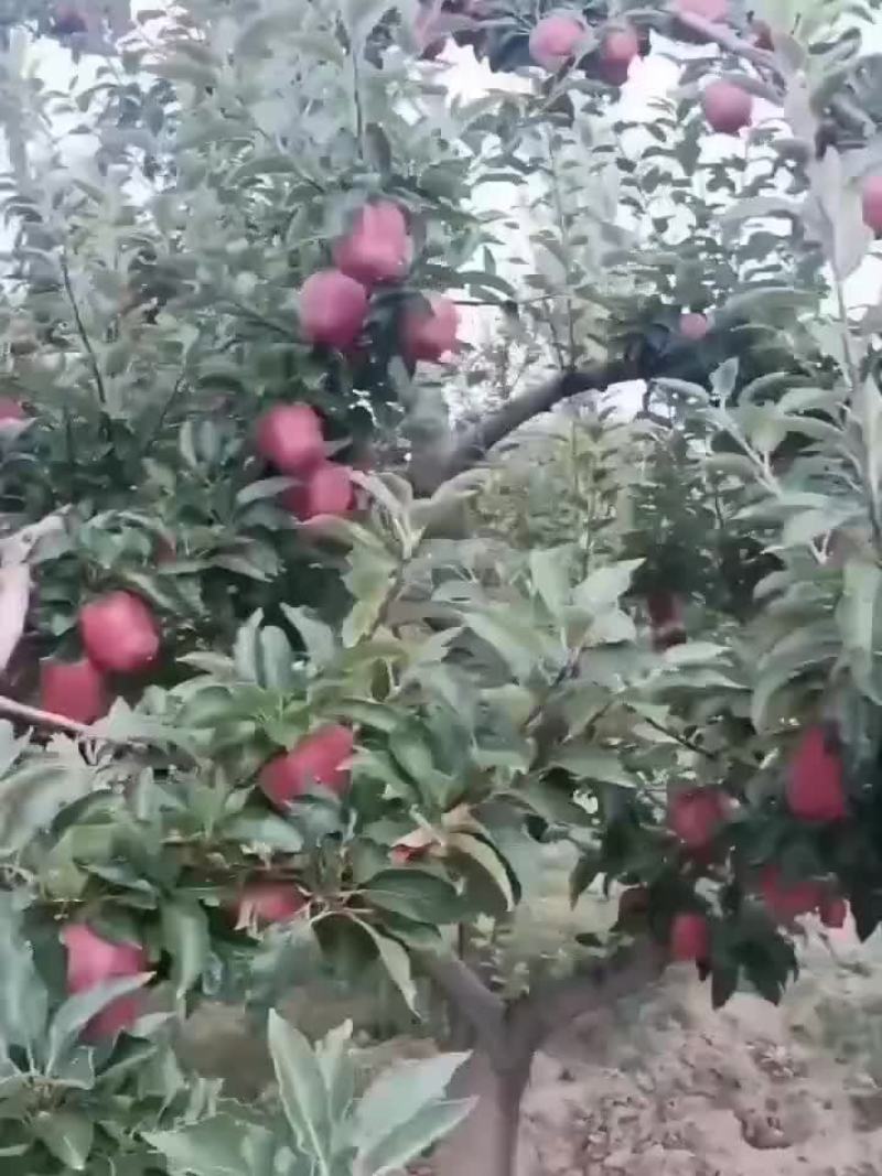 天水花牛