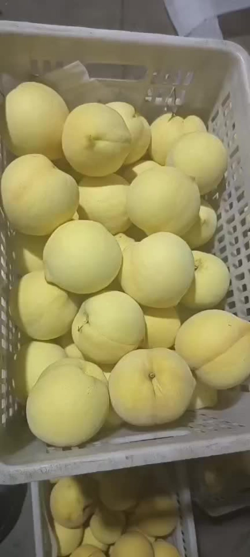 沂源黄金，金皇后。