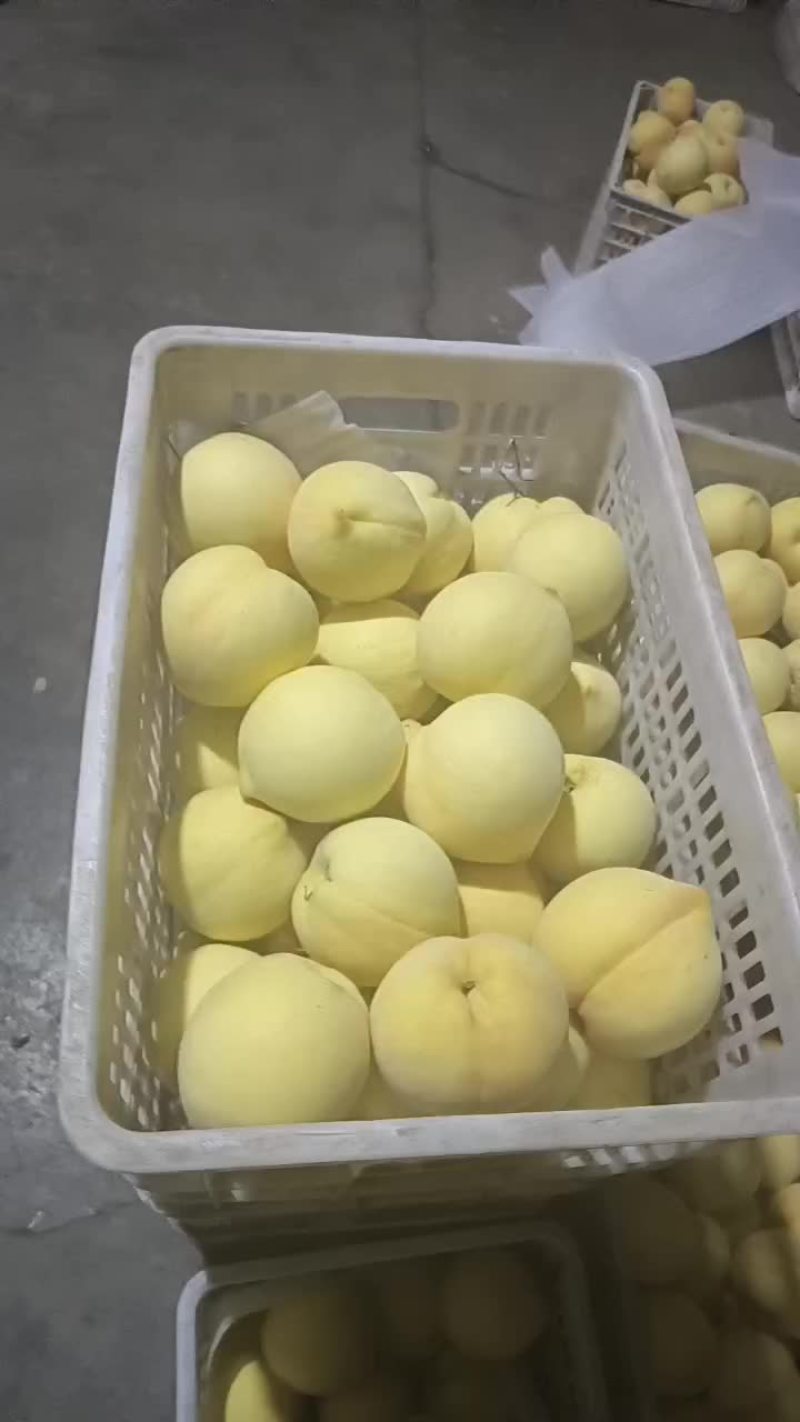沂源黄金，金皇后。