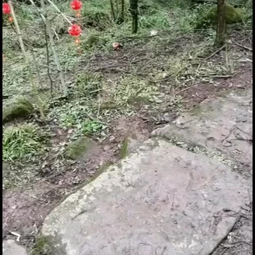 红豆杉