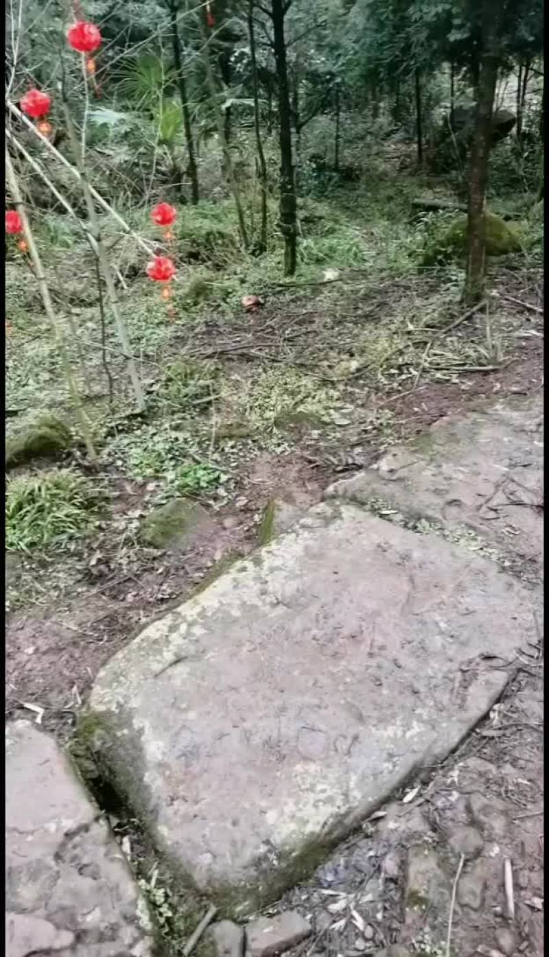 红豆杉