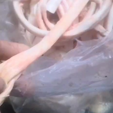 干牛筋