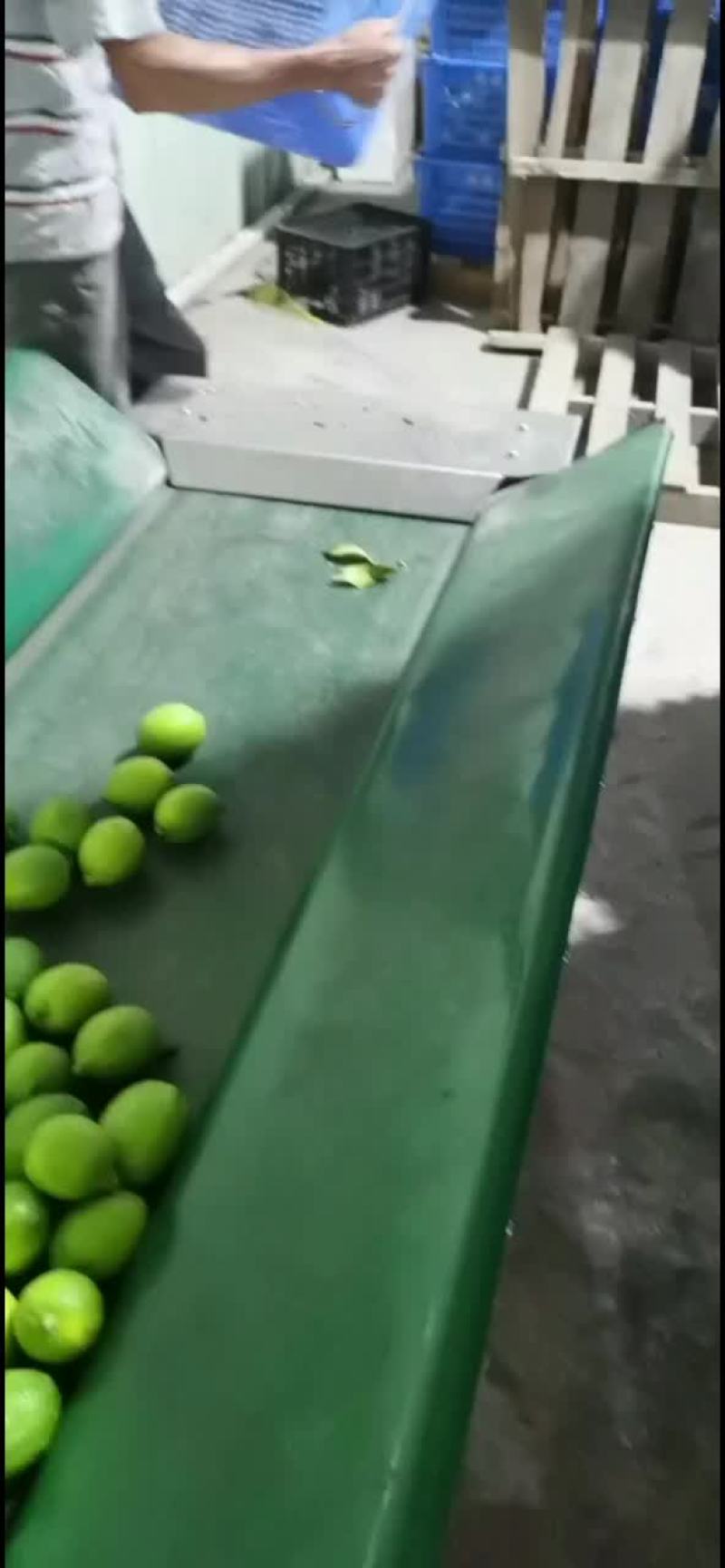 柑桔