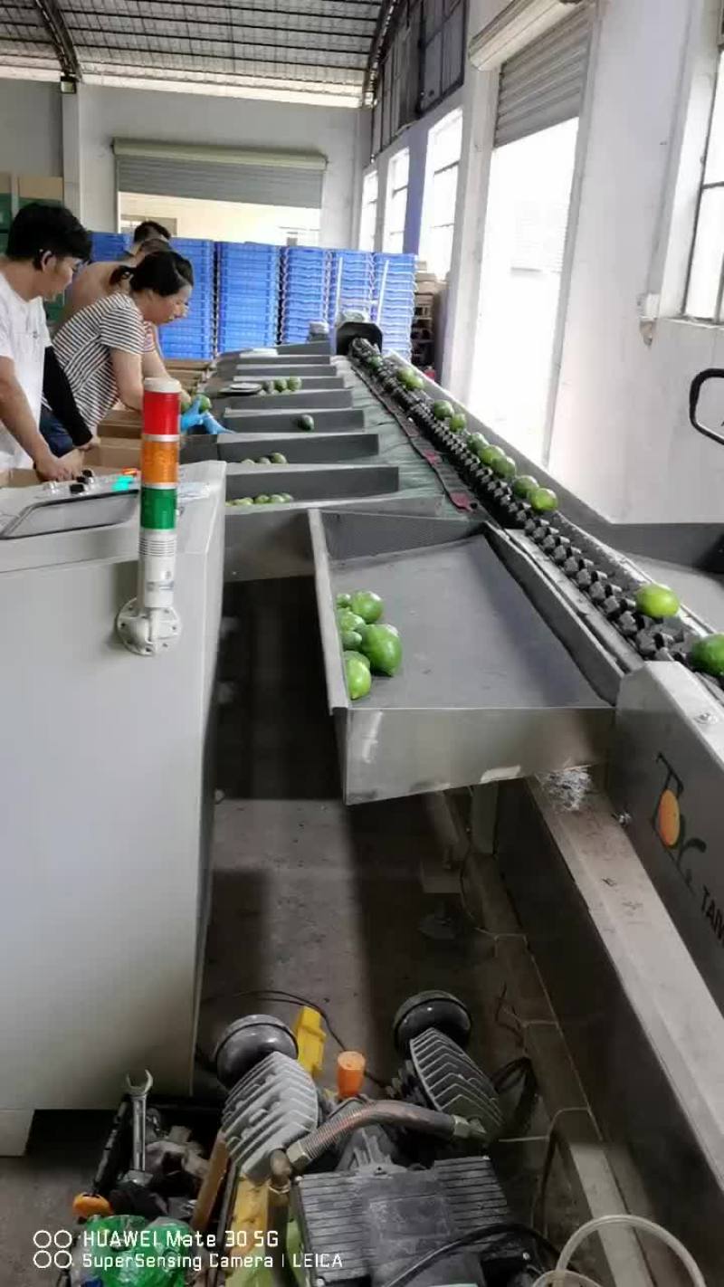 柑桔