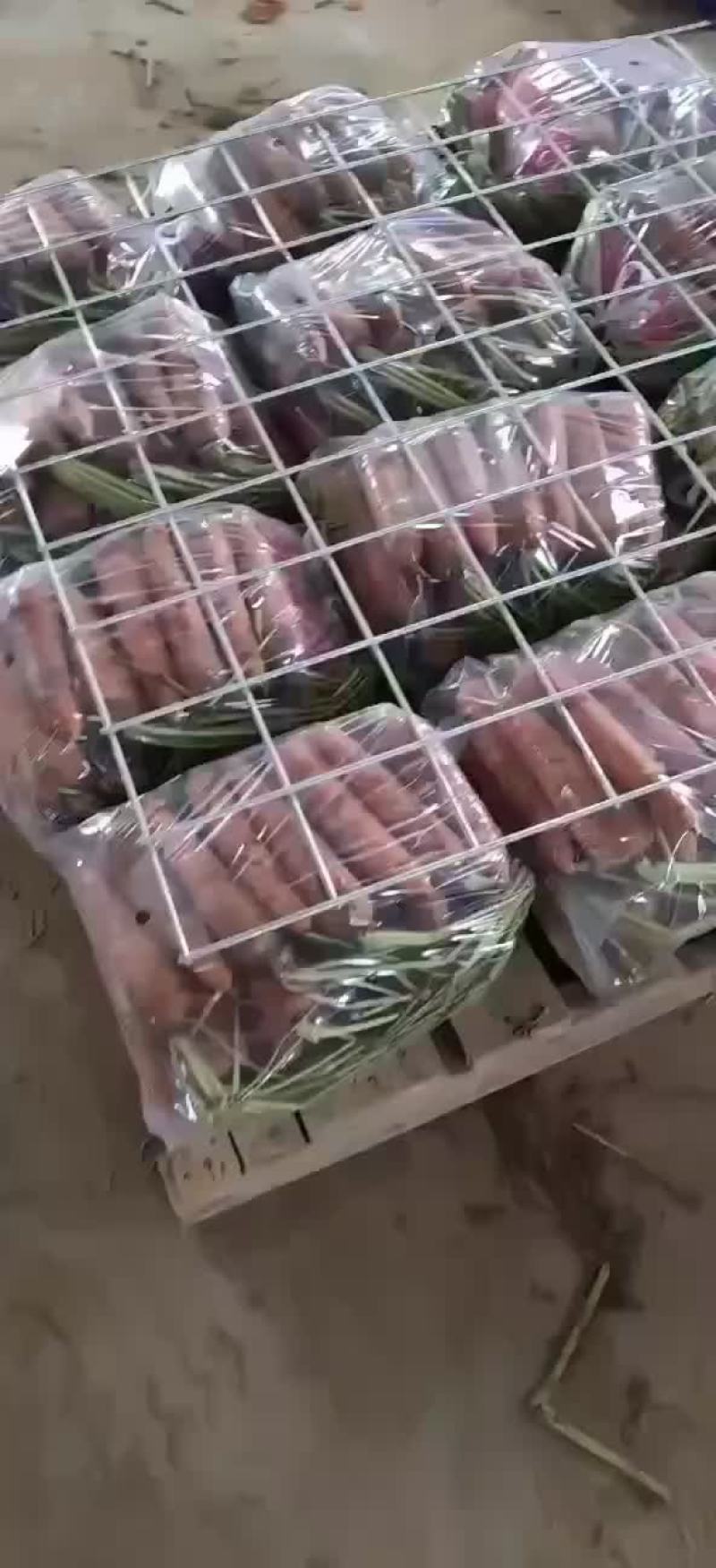 半苗货胡萝卜🥕大量现货供应产品供应价格优惠