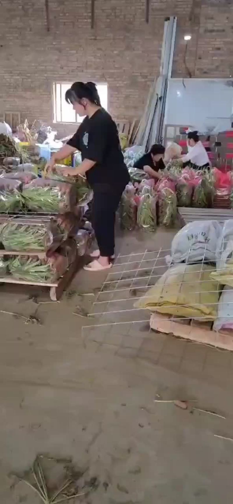 半苗货胡萝卜🥕大量现货供应产品供应价格优惠