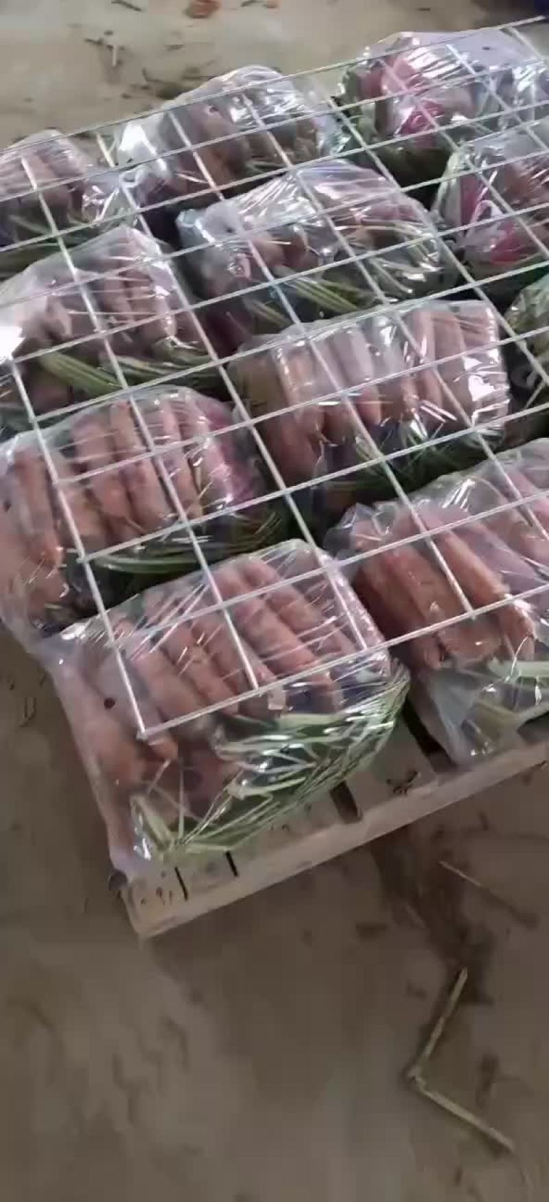 半苗货胡萝卜🥕大量现货供应产品供应价格优惠