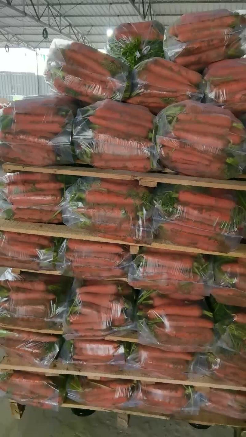 半苗货胡萝卜🥕大量现货供应产品供应价格优惠