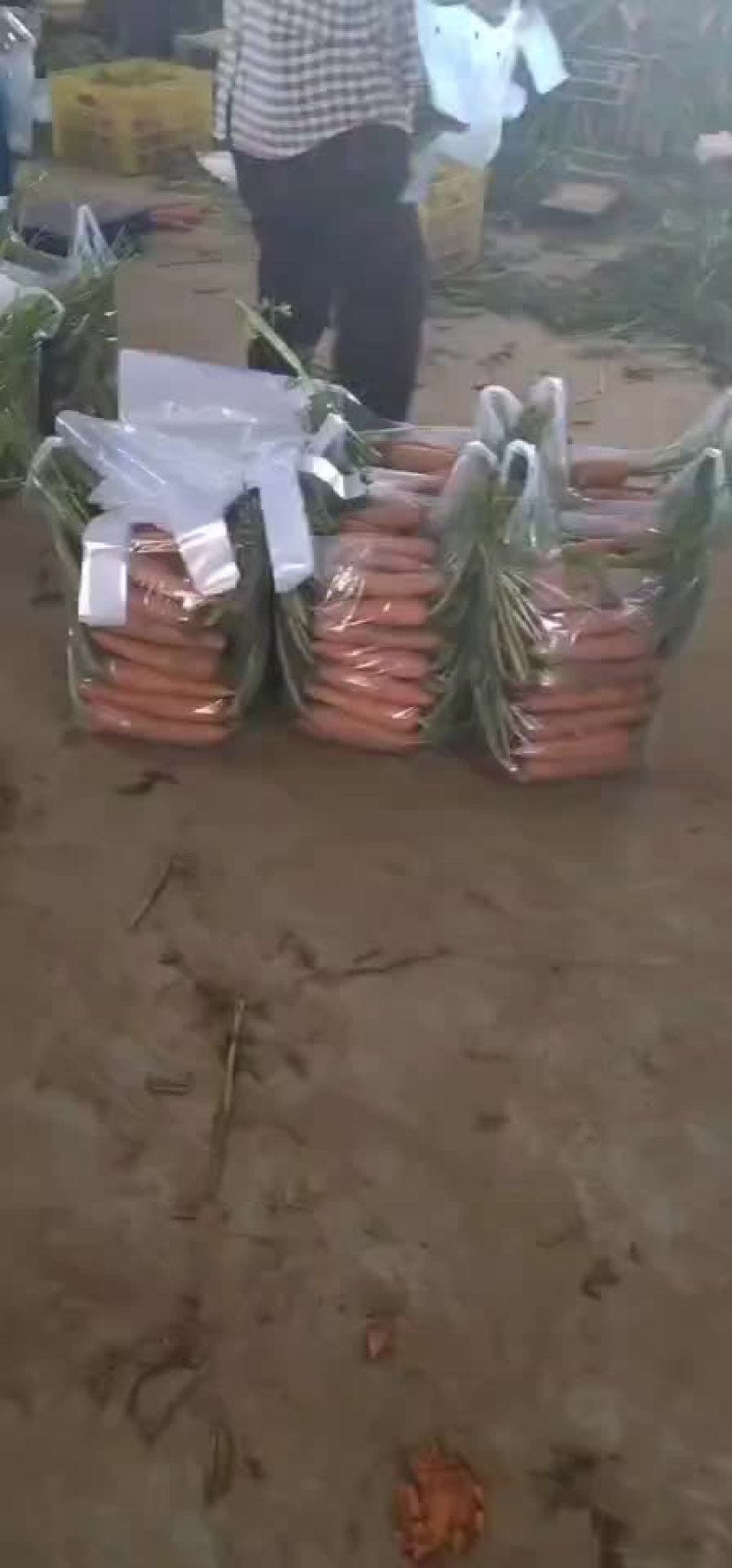 半苗货胡萝卜🥕大量现货供应产品供应价格优惠
