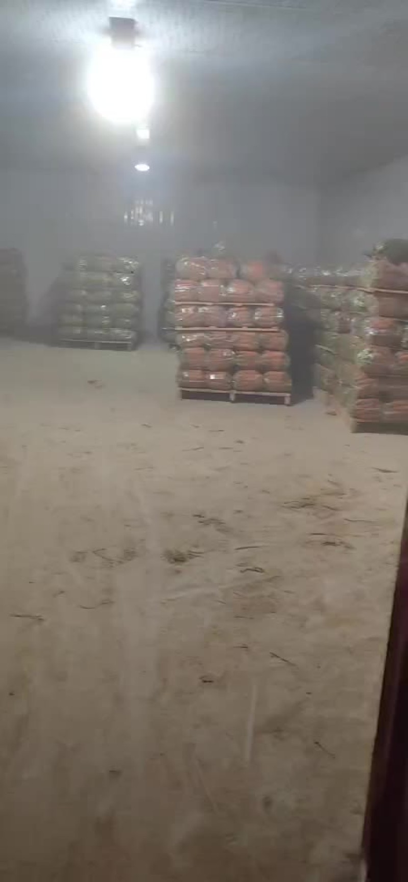 半苗货胡萝卜🥕大量现货供应产品供应价格优惠