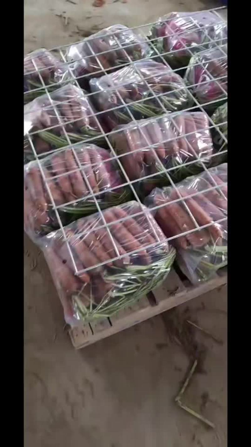 半苗货胡萝卜🥕大量现货供应产品供应价格优惠