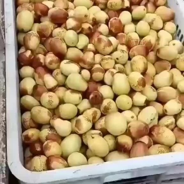 黄骅马奶枣已经成熟了，