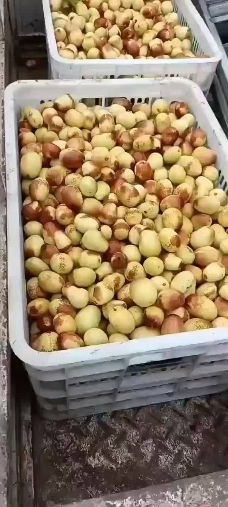 黄骅马奶枣已经成熟了，